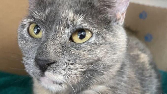 Penny the cat is looking for a new lovely home in the Vancouver area
