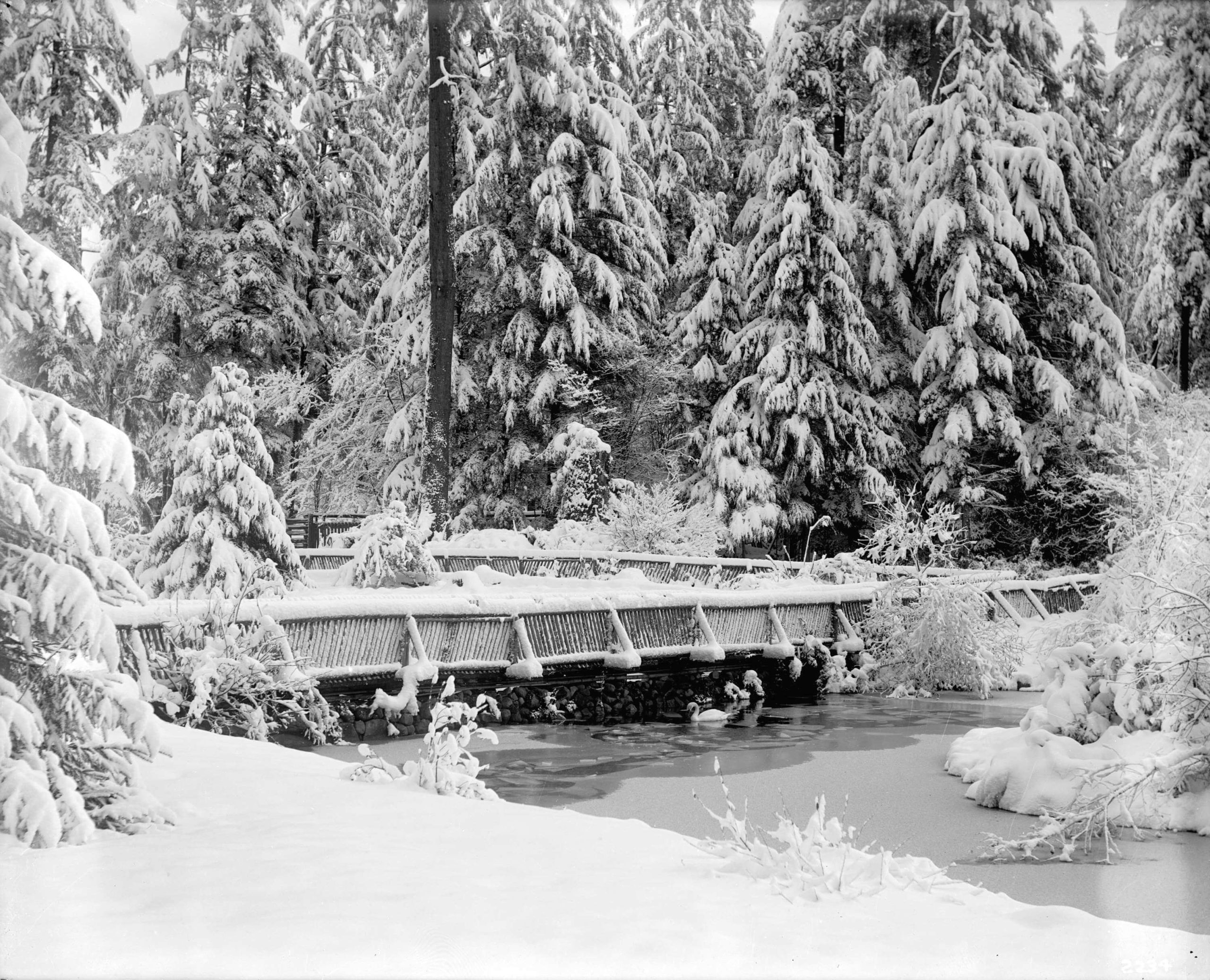 1919 - Snow scene in Stanley Park