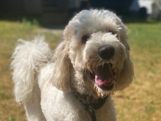 Cheerio the dog is looking for a new home in the Vancouver area