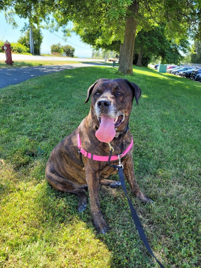 Marley the dog is looking for a new home in the Vancouver area