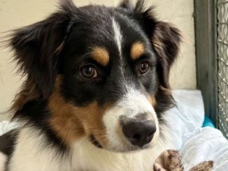 Leo the dog is looking for a new home in the Vancouver area