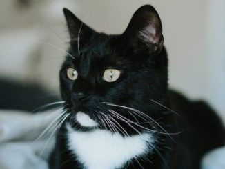 Penguin the cat is looking for a new home in the Vancouver area