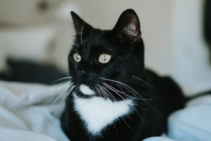 Penguin the cat is looking for a new home in the Vancouver area