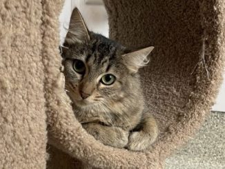 Adele the cat is looking for a new home in the Vancouver area