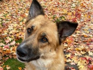 Harlow the dog is looking for a new home in the Vancouver area