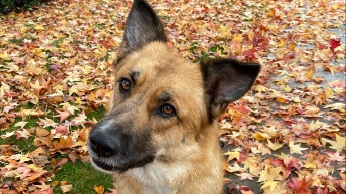 Harlow the dog is looking for a new home in the Vancouver area