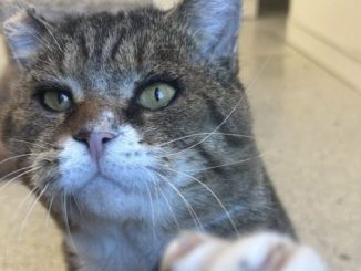 Moonpie the cat is looking for a new home in the Vancouver area