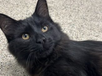 Dallas the cat is looking for a new home in the Vancouver area