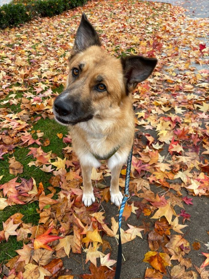 Harlow the dog is looking for a new home in the Vancouver area