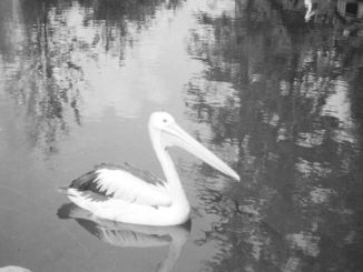 Old Photographs of Wildlife at Stanley Park (1930-1986)