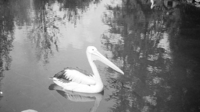 Old Photographs of Wildlife at Stanley Park (1930-1986)