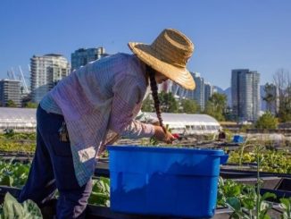 Sole Food Street Farms