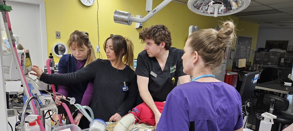 Regional Animal Protection Society