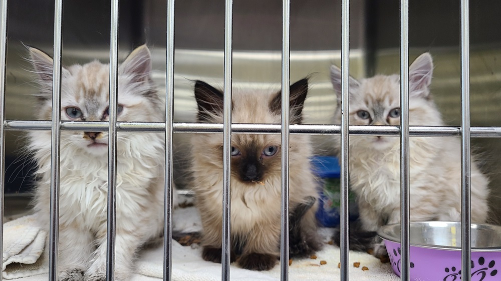 Regional Animal Protection Society