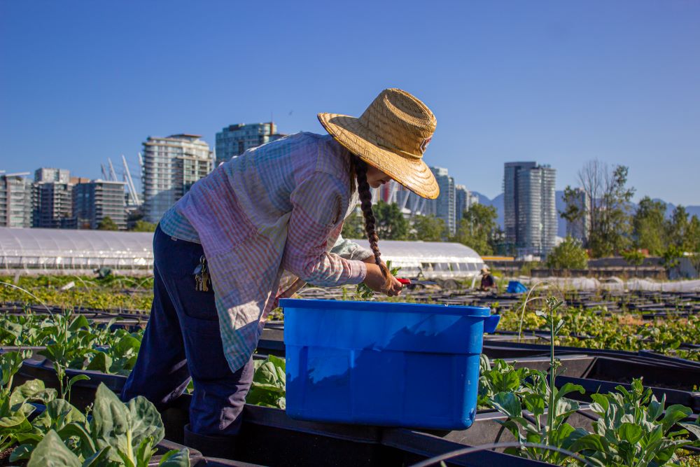 Sole Food Street Farms