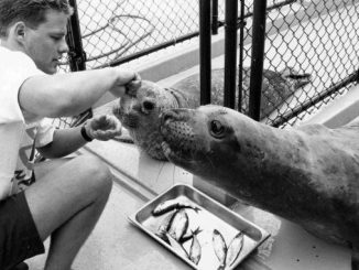 Old Photographs of the Vancouver Aquarium (1960-1993)