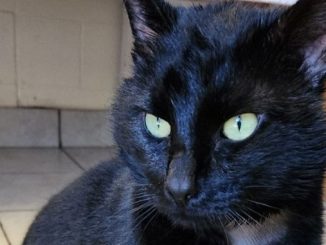 Bagheera