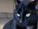 Bagheera