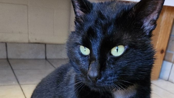 Bagheera