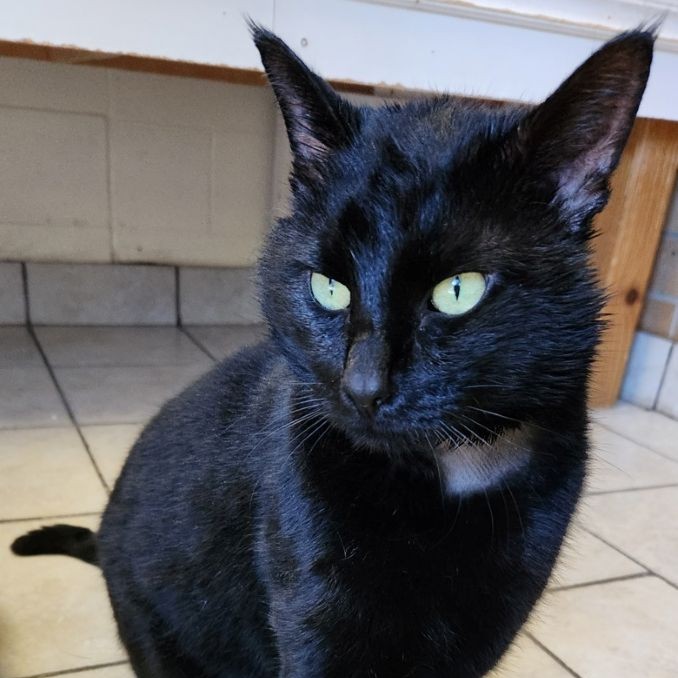Bagheera