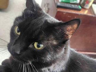 Mowgli