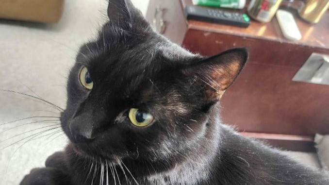 Mowgli