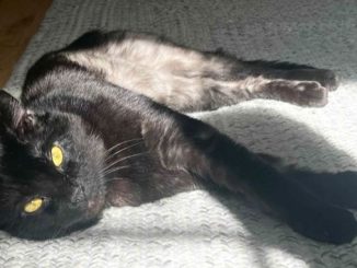 Sid
