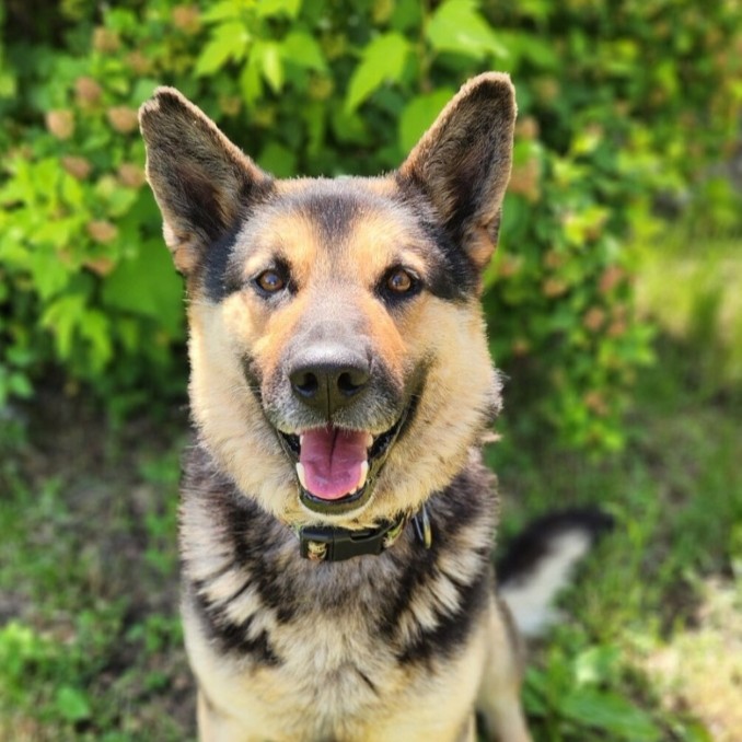 Echo 